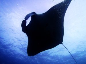 Manta from below