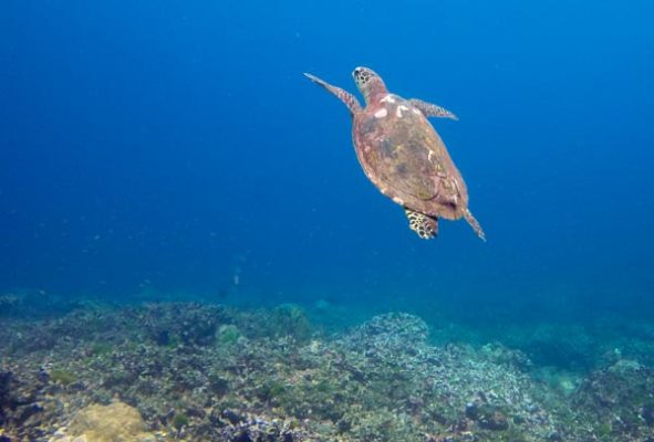 Turtle underwater on the Similan Islands