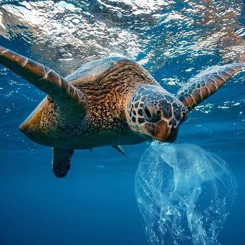 plastic pollution affects turtles